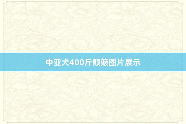 中亚犬400斤颠簸图片展示