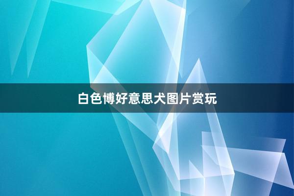白色博好意思犬图片赏玩